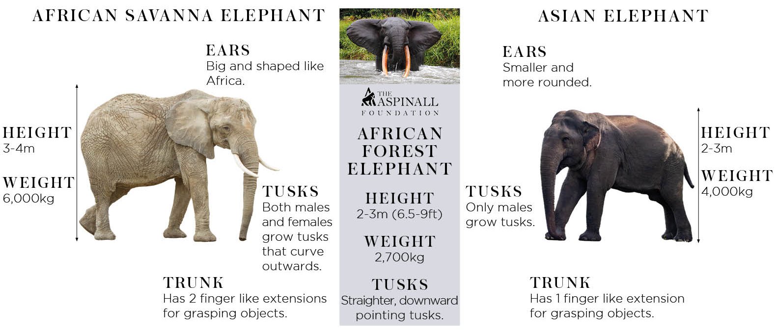 10 Fantastic Elephant Facts You Ll Never Forget   African Or Asian Elephant Graphic 1 